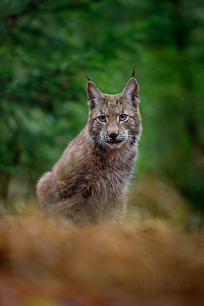 Rys ostrovid (Lynx lynx) Eurasian Lynx, Rys ostrovid (Lynx lynx) Eurasian Lynx, Autor: Ondřej Prosický | NaturePhoto.cz, Model: Canon EOS-1D X, Objektiv: EF400mm f/2.8L IS II USM, Ohnisková vzdálenost (EQ35mm): 400 mm, fotografováno z ruky, Clona: 3.2, Doba expozice: 1/160 s, ISO: 2500, Kompenzace expozice: 0, Blesk: Ne, 7. prosince 2014 10:14:31, Šumava (Česko) 