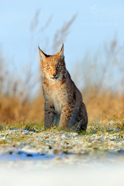 Rys ostrovid (Lynx lynx) Eurasian Lynx