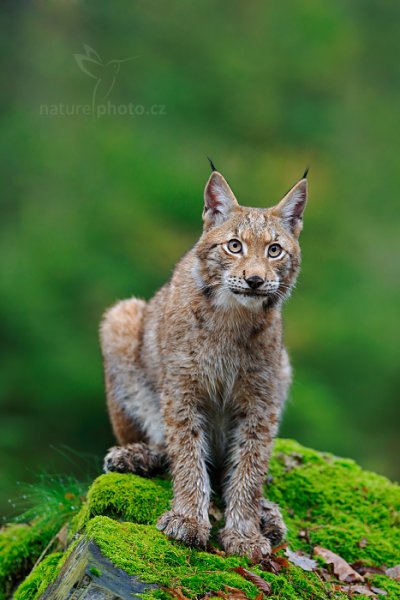 Rys ostrovid (Lynx lynx) Eurasian Lynx