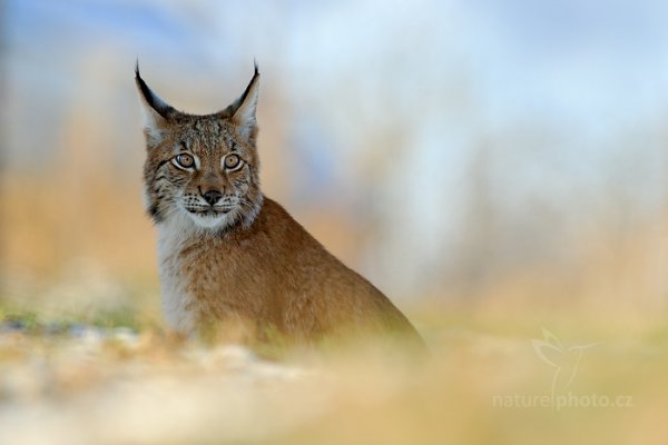 Rys ostrovid (Lynx lynx) Eurasian Lynx