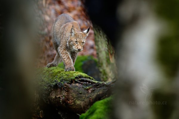 Rys ostrovid (Lynx lynx) Eurasian Lynx