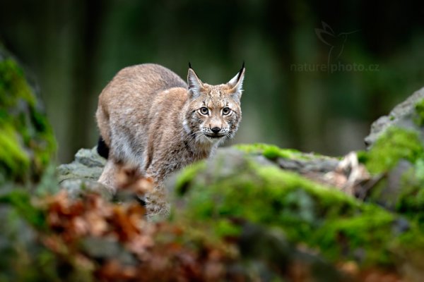 Rys ostrovid (Lynx lynx) Eurasian Lynx