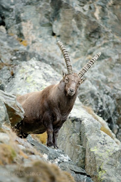 Kozorožec alpský (Capra ibex ibex) Alpine Ibex, Kozorožec alpský (Capra ibex ibex) Alpine Ibex, Autor: Ondřej Prosický | NaturePhoto.cz, Model: Canon EOS-1D X, Objektiv: EF200mm f/2.8L USM, Ohnisková vzdálenost (EQ35mm): 200 mm, stativ Gitzo, Clona: 2.8, Doba expozice: 1/1000 s, ISO: 2500, Kompenzace expozice: +1/3, Blesk: Ne, 25. října 2014 16:18:05, Parco Nazionale Gran Paradiso (Itálie) 