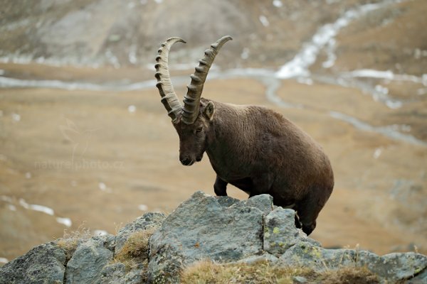 Kozorožec alpský (Capra ibex ibex) Alpine Ibex, Kozorožec alpský (Capra ibex ibex) Alpine Ibex, Autor: Ondřej Prosický | NaturePhoto.cz, Model: Canon EOS-1D X, Objektiv: EF100mm f/2.8L Macro IS USM, Ohnisková vzdálenost (EQ35mm): 100 mm, stativ Gitzo, Clona: 3.2, Doba expozice: 1/640 s, ISO: 800, Kompenzace expozice: 0, Blesk: Ne, 25. října 2014 16:33:04, Parco Nazionale Gran Paradiso (Itálie) 