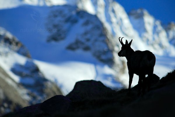 Kamzík horský alpský (Rupicapra rupicapra) Chamois, Kamzík horský alpský (Rupicapra rupicapra) Chamois, Autor: Ondřej Prosický | NaturePhoto.cz, Model: Canon EOS-1D X, Objektiv: EF200mm f/2.8L USM +2x III, Ohnisková vzdálenost (EQ35mm): 400 mm, stativ Gitzo, Clona: 6.3, Doba expozice: 1/1000 s, ISO: 1000, Kompenzace expozice: -2/3, Blesk: Ne, 26. října 2014 17:20:20, Parco Nazionale Gran Paradiso (Itálie) 