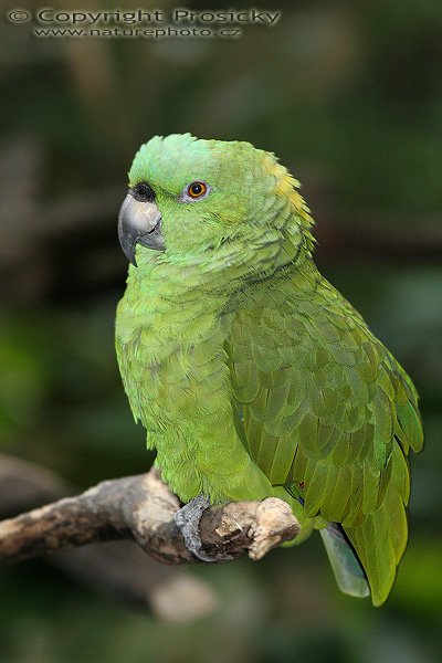 Amazoňan žlutohlavý (Amazona ochrocephala), Amazoňan žlutohlavý (Amazona ochrocephala), Yallow-naped Parrot, Autor: Ondřej Prosický, Model aparátu: Canon EOS 20D, Objektiv: Canon EF 400mm f/5.6 L USM, stativ Gitzo G1227 + kulová hlava G1377M, Režim měření expozice: Vzorek, Clona: 5.60, Doba expozice: 1/250 s, ISO: 400, Vyvážení expozice: 0.00, Blesk: Ano, Vytvořeno: 10. prosince 2005 15:31:56, ZOO Aves, Alajuela (Kostarika) 