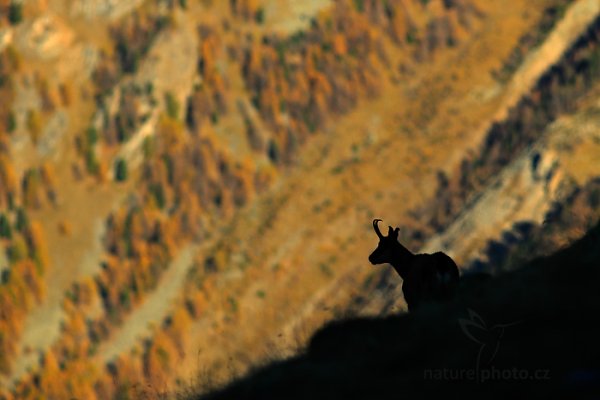 Kamzík horský alpský (Rupicapra rupicapra) Chamois