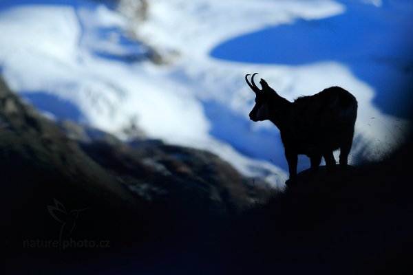 Kamzík horský alpský (Rupicapra rupicapra) Chamois