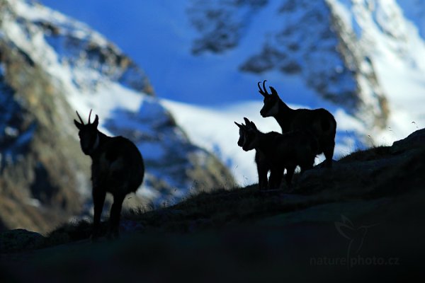 Kamzík horský alpský (Rupicapra rupicapra) Chamois, Kamzík horský alpský (Rupicapra rupicapra) Chamois, Autor: Ondřej Prosický | NaturePhoto.cz, Model: Canon EOS-1D X, Objektiv: EF200mm f/2.8L USM +2x III, Ohnisková vzdálenost (EQ35mm): 400 mm, stativ Gitzo, Clona: 6.3, Doba expozice: 1/1250 s, ISO: 1000, Kompenzace expozice: -1 1/3, Blesk: Ne, 26. října 2014 17:15:26, Parco Nazionale Gran Paradiso (Itálie) 