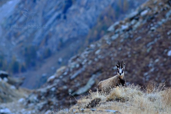 Kamzík horský alpský (Rupicapra rupicapra) Chamois, Kamzík horský alpský (Rupicapra rupicapra) Chamois, Autor: Ondřej Prosický | NaturePhoto.cz, Model: Canon EOS-1D X, Objektiv: EF200mm f/2.8L USM +2x III, Ohnisková vzdálenost (EQ35mm): 400 mm, stativ Gitzo, Clona: 7.1, Doba expozice: 1/25 s, ISO: 500, Kompenzace expozice: -1, Blesk: Ne, 26. října 2014 17:00:37, Parco Nazionale Gran Paradiso (Itálie) 