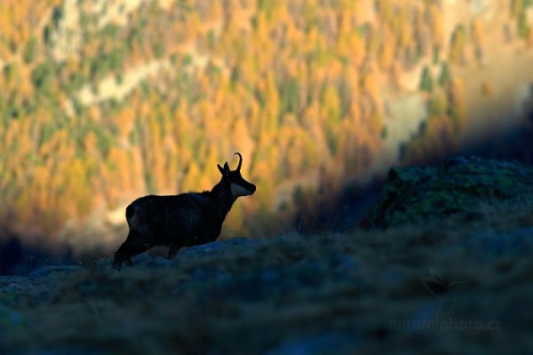 Kamzík horský alpský (Rupicapra rupicapra) Chamois, Kamzík horský alpský (Rupicapra rupicapra) Chamois, Autor: Ondřej Prosický | NaturePhoto.cz, Model: Canon EOS-1D X, Objektiv: EF200mm f/2.8L USM +2x III, Ohnisková vzdálenost (EQ35mm): 400 mm, stativ Gitzo, Clona: 7.1, Doba expozice: 1/400 s, ISO: 1250, Kompenzace expozice: -1 1/3, Blesk: Ne, 26. října 2014 17:09:06, Parco Nazionale Gran Paradiso (Itálie) 