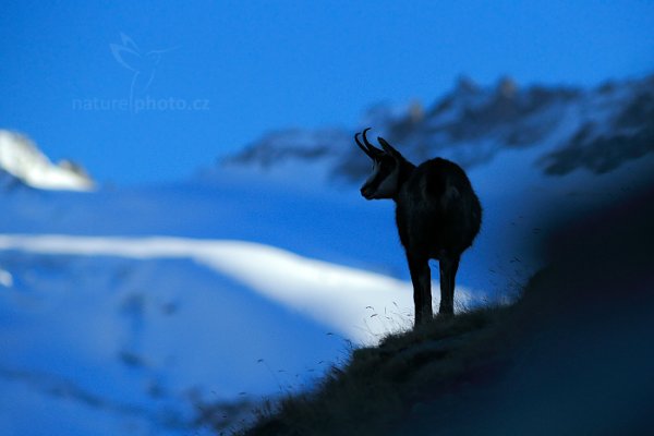 Kamzík horský alpský (Rupicapra rupicapra) Chamois, Kamzík horský alpský (Rupicapra rupicapra) Chamois, Autor: Ondřej Prosický | NaturePhoto.cz, Model: Canon EOS-1D X, Objektiv: EF200mm f/2.8L USM +2x III, Ohnisková vzdálenost (EQ35mm): 400 mm, stativ Gitzo, Clona: 6.3, Doba expozice: 1/800 s, ISO: 1000, Kompenzace expozice: -1, Blesk: Ne, 26. října 2014 17:19:59, Parco Nazionale Gran Paradiso (Itálie) 