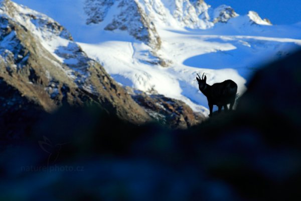 Kamzík horský alpský (Rupicapra rupicapra) Chamois, Kamzík horský alpský (Rupicapra rupicapra) Chamois, Autor: Ondřej Prosický | NaturePhoto.cz, Model: Canon EOS-1D X, Objektiv: EF200mm f/2.8L USM, Ohnisková vzdálenost (EQ35mm): 200 mm, stativ Gitzo, Clona: 6.3, Doba expozice: 1/1000 s, ISO: 1000, Kompenzace expozice: -2/3, Blesk: Ne, 26. října 2014 17:20:41, Parco Nazionale Gran Paradiso (Itálie) 