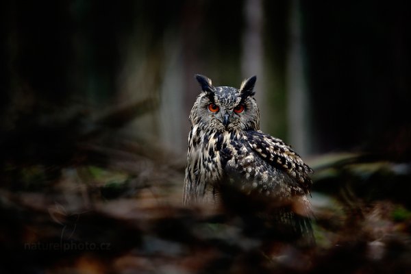 Výr velký (Bubo bubo) Eurasian Eagle Owl