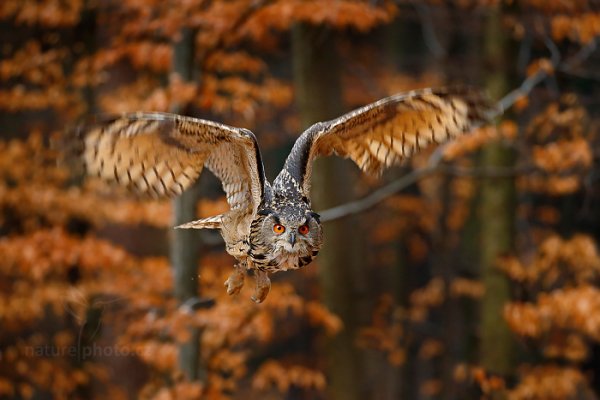 Výr velký (Bubo bubo) Eurasian Eagle Owl
