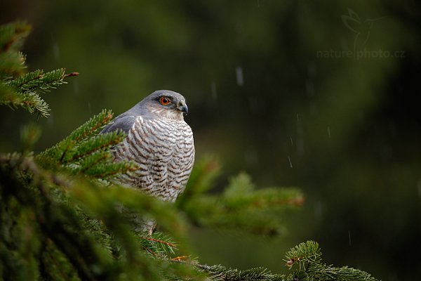 Krahujec obecný (Accipiter nisus) Eurasian Sparrowhawk