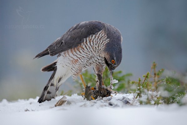 Krahujec obecný (Accipiter nisus) Eurasian Sparrowhawk