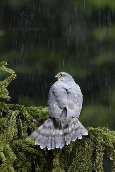 Krahujec obecný (Accipiter nisus) Eurasian Sparrowhawk