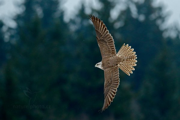 Raroh lovecký (Falco rusticolus) Gyrfalcon