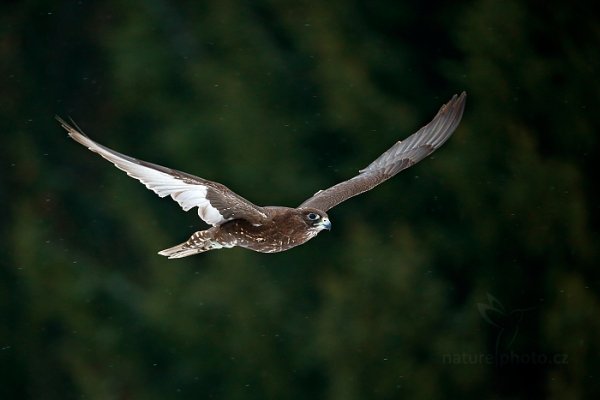 Raroh lovecký (Falco rusticolus) Gyrfalcon