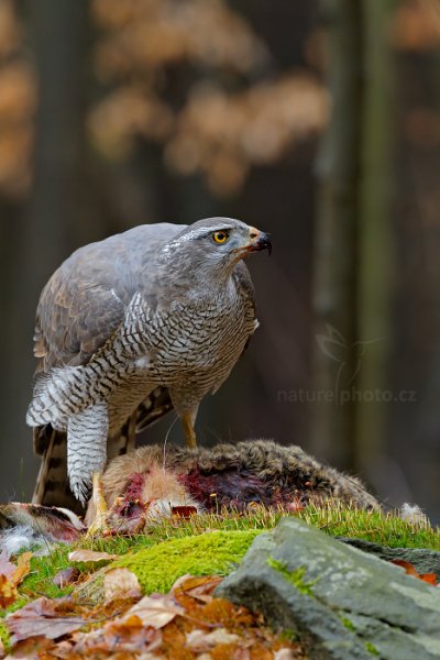 Jestřáb lesní (Accipiter gentilis) Goshawk