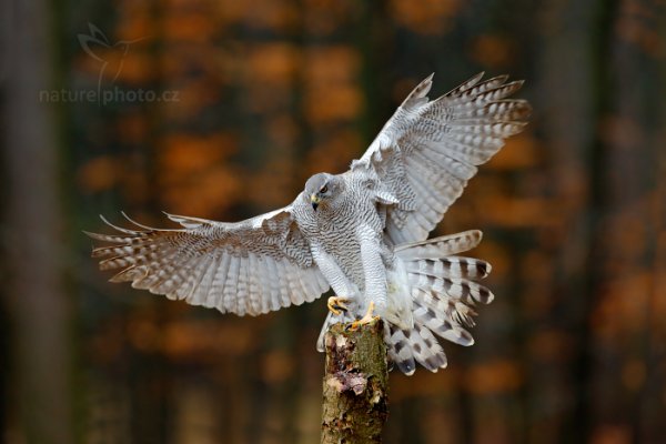 Jestřáb lesní (Accipiter gentilis) Goshawk