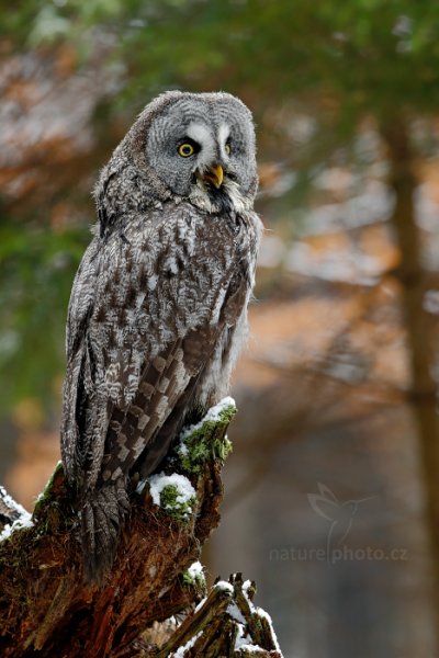 Puštík vousatý (Strix nebulosa) Great Grey Owl