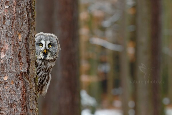 Puštík vousatý (Strix nebulosa) Great Grey Owl