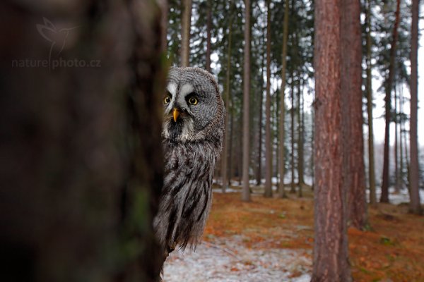 Puštík vousatý (Strix nebulosa) Great Grey Owl