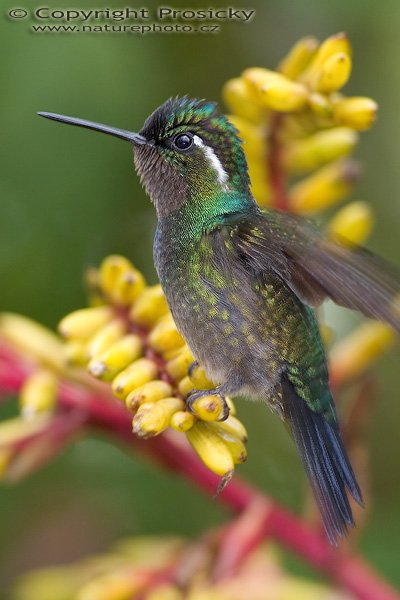 Kolibřík fialovohrdlý (Lampornis calolaema), sameček, Kolibřík fialovohrdlý (Lampornis calolaema), Purple-throated Moutain-gem, Autor: Ondřej Prosický, Model aparátu: Canon EOS 20D, Objektiv: Canon EF 400mm f/5.6 L USM, stativ Gitzo G1227 + kulová hlava G1377M, Režim měření expozice: Vzorek, Clona: 5.60, Doba expozice: 1/200 s, ISO: 400, Vyvážení expozice: 0.00, Blesk: Ano, Vytvořeno: 11. prosince 2005 12:08:21, La Paz Waterfall Garden (Kostarika) 