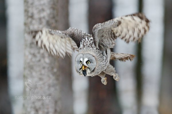 Puštík vousatý (Strix nebulosa) Great Grey Owl