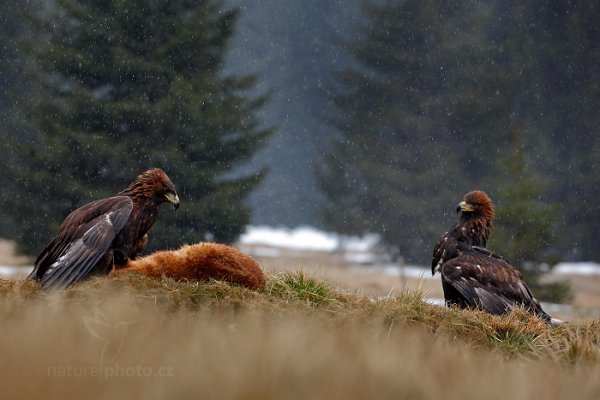 Orel skalní (Aquila chrysaetos), Golden Eagle