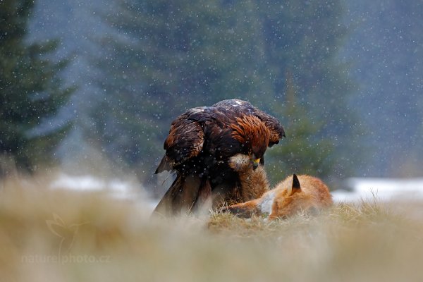 Orel skalní (Aquila chrysaetos), Golden Eagle