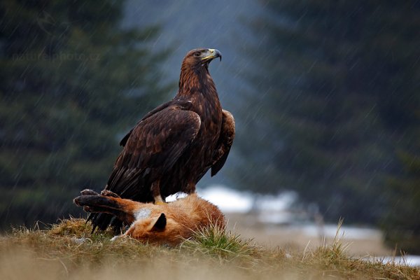 Orel skalní (Aquila chrysaetos), Golden Eagle