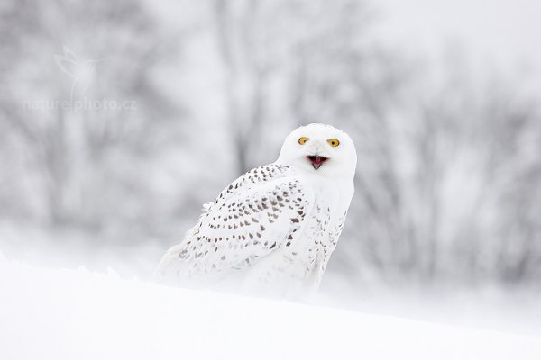 Sovice sněžná (Nyctea scandiaca) Snowy Owl