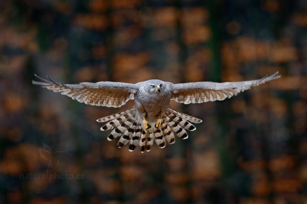 Jestřáb lesní (Accipiter gentilis) Goshawk