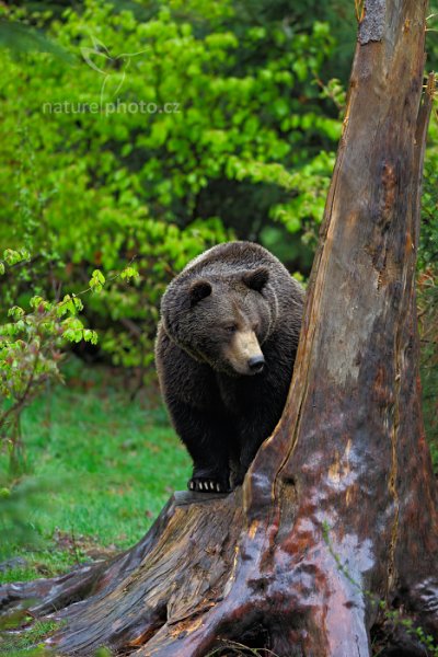 Medvěd hnědý (Ursus arctos) Brown Bear
