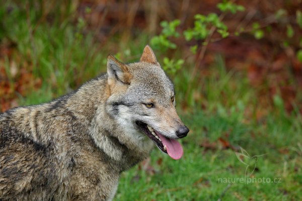 Vlk obecný eurasijský (Canis lupus), Gray wolf