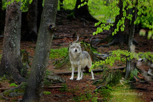 Vlk obecný eurasijský (Canis lupus), Gray wolf