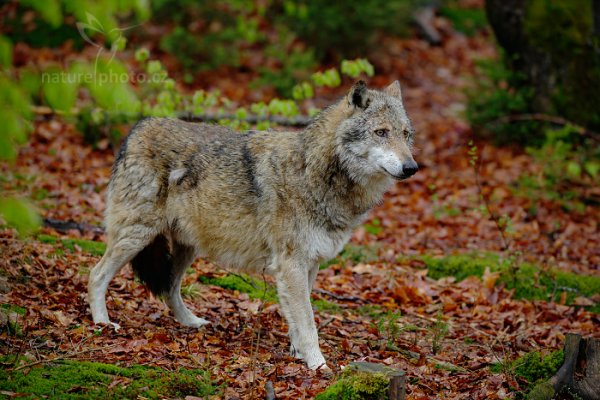 Vlk obecný eurasijský (Canis lupus), Gray wolf