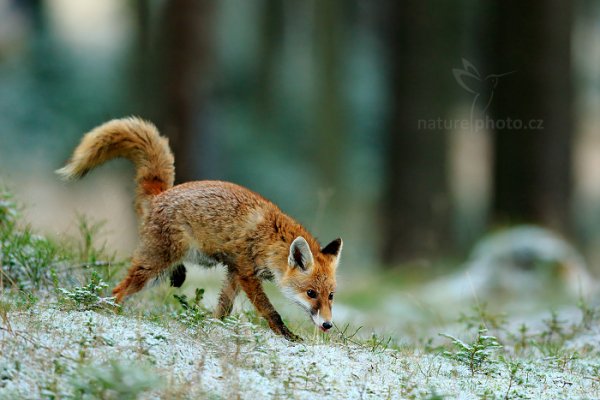 Liška obecná (Vulpes vulpes)