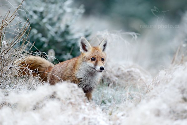 Liška obecná (Vulpes vulpes)