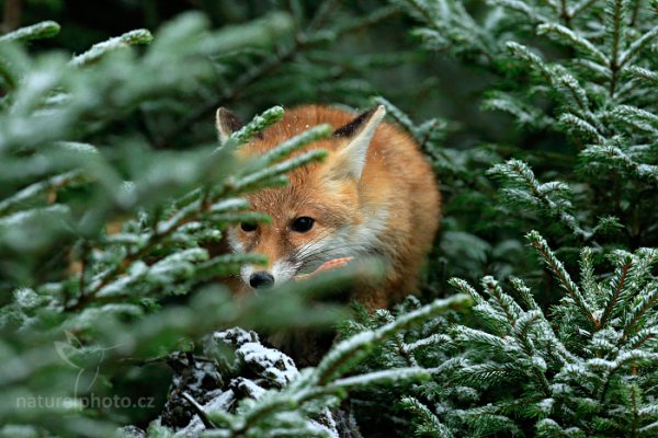 Liška obecná (Vulpes vulpes)