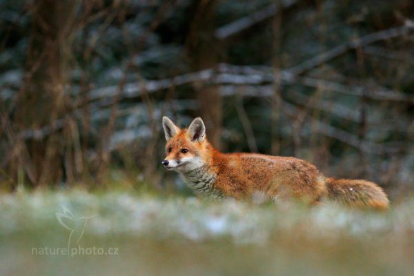 Liška obecná (Vulpes vulpes)