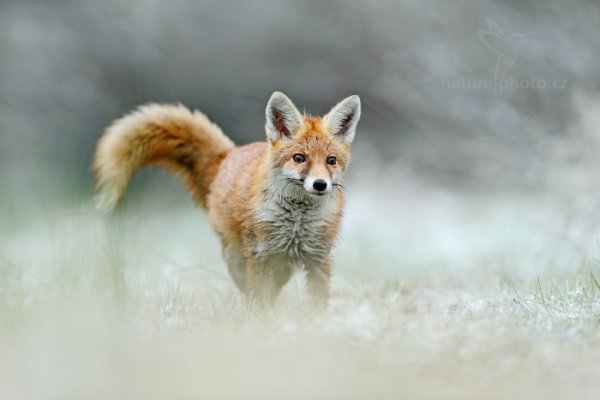 Liška obecná (Vulpes vulpes), Liška obecná (Vulpes vulpes)
Red Fox, Autor: Ondřej Prosický | NaturePhoto.cz, Model: Canon EOS-1D X, Objektiv: EF400mm f/2.8L IS II USM, Ohnisková vzdálenost (EQ35mm): 400 mm, fotografováno z ruky, Clona: 3.5, Doba expozice: 1/800 s, ISO: 1000, Kompenzace expozice: 0, Blesk: Ne, 29. listopadu 2014 14:32:31, zvíře v lidské péči, Herálec, Vysočina (Česko) 