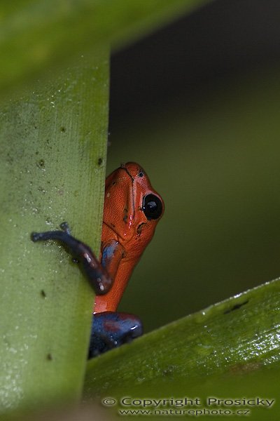 Pralesnička drobná (Dendrobates pumilio), Pralesnička drobná (Dendrobates pumilio), Blue Jeans Dart Frog, Autor: Ondřej Prosický, Model aparátu: Canon EOS 20D, Objektiv: Canon EF 100mm f/2.8 Macro USM, fotografováno z ruky, Režim měření expozice: Vzorek, Clona: 2.80, Doba expozice: 1/160 s, ISO: 800, Vyvážení expozice: -0.33, Blesk: Ano, vestavěný, s rozptilkou, Vytvořeno: 12. prosince 2005 10:45:50, La Paz (Kostarika)