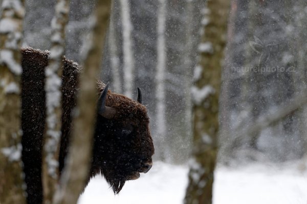 Zubr evropský (Bison bonasus) , Zubr evropský (Bison bonasus) European bison, Autor: Ondřej Prosický | NaturePhoto.cz, Model: Canon EOS-1D X, Objektiv: EF400mm f/2.8L IS II USM, stativ Gitzo, Clona: 4.0, Doba expozice: 1/640 s, ISO: 250, Kompenzace expozice: 0, Blesk: Ne, 17. ledna 2016 12:43:57, Ralsko (Česko) 