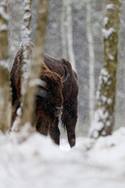 Zubr evropský (Bison bonasus) , Zubr evropský (Bison bonasus) European bison, Autor: Ondřej Prosický | NaturePhoto.cz, Model: Canon EOS-1D X, Objektiv: EF400mm f/2.8L IS II USM, stativ Gitzo, Clona: 4.0, Doba expozice: 1/500 s, ISO: 250, Kompenzace expozice: 0, Blesk: Ne, 17. ledna 2016 12:48:35, Ralsko (Česko) 