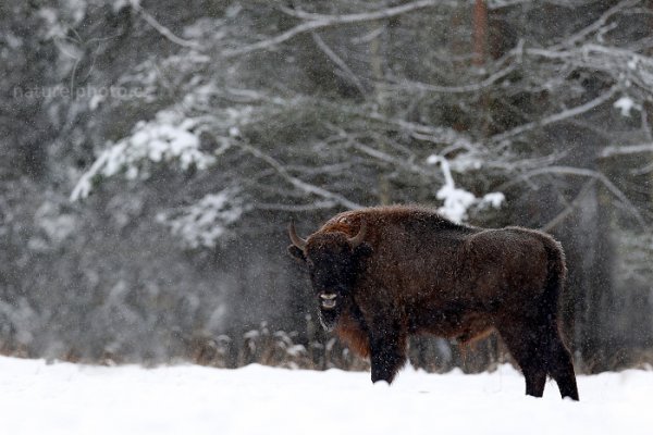 Zubr evropský (Bison bonasus) , Zubr evropský (Bison bonasus) European bison, Autor: Ondřej Prosický | NaturePhoto.cz, Model: Canon EOS-1D X, Objektiv: EF400mm f/2.8L IS II USM, stativ Gitzo, Clona: 4.0, Doba expozice: 1/500 s, ISO: 250, Kompenzace expozice: 0, Blesk: Ne, 17. ledna 2016 13:08:13, Ralsko (Česko) 