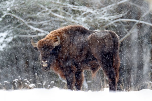 Zubr evropský (Bison bonasus) , Zubr evropský (Bison bonasus) European bison, Autor: Ondřej Prosický | NaturePhoto.cz, Model: Canon EOS-1D X, Objektiv: EF400mm f/2.8L IS II USM +1.4x III, stativ Gitzo, Clona: 4.0, Doba expozice: 1/50 s, ISO: 100, Kompenzace expozice: +2/3, Blesk: Ne, 17. ledna 2016 13:37:31, Ralsko (Česko) 